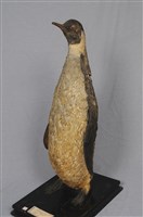 Emperor Penguin Collection Image, Figure 9, Total 11 Figures